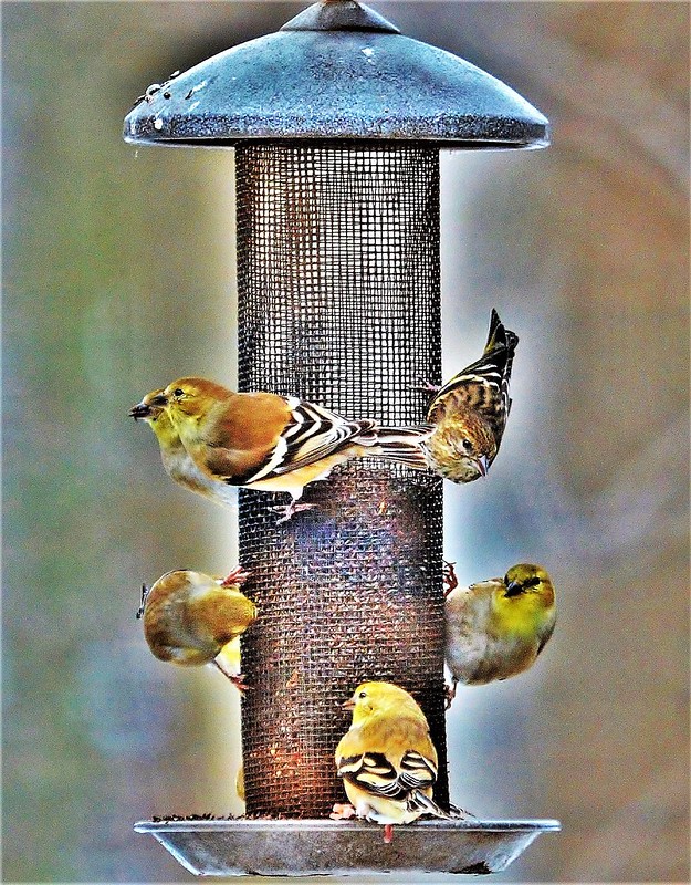 birds at a feeder