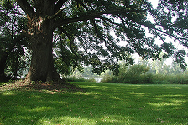 A large tree shades a grassy patch next to a body of water.