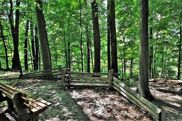 A view of a bench in a natural area that looks out over a hill covered in forest