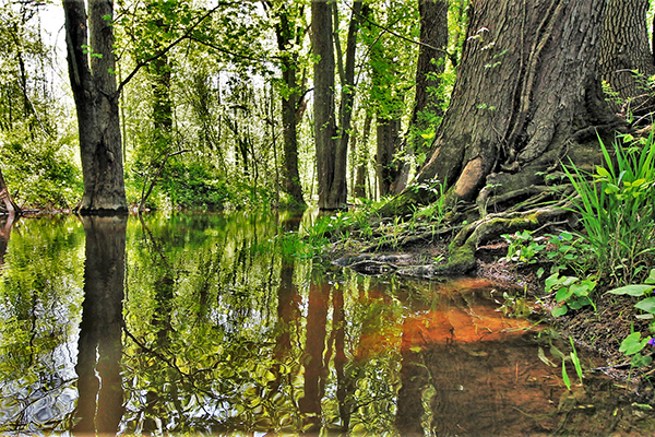 A view of the bayou in summer time. The water is surrounded by trees.