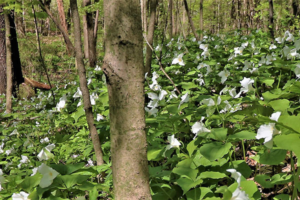 Trillium flowers cover the floor of a forest in spring time.