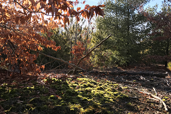 A sunny grove in the Hiawatha Forest